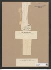 Thalassiothrix nitzschioides var. acuminata Grun. (de-Toni-Nr.: Genus 67, Species 2671) Zeichnungen Sammlung Grunow Nr. 5457 (NHMW-BOT-W0373876)